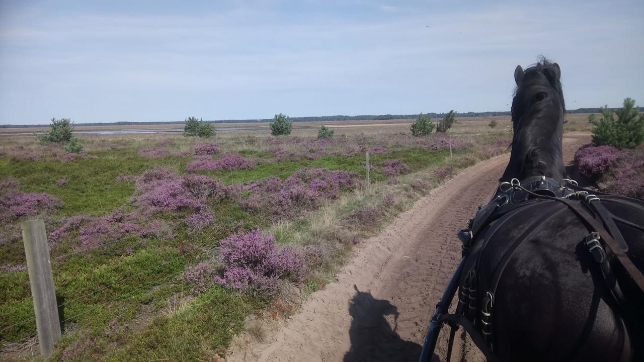 Ruinen Hoeve Den Anholtヴィラ エクステリア 写真